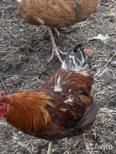 Молодые петухи