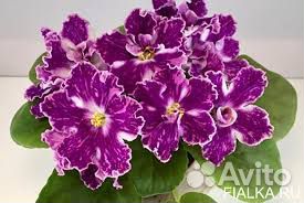 Сортовые фиалки