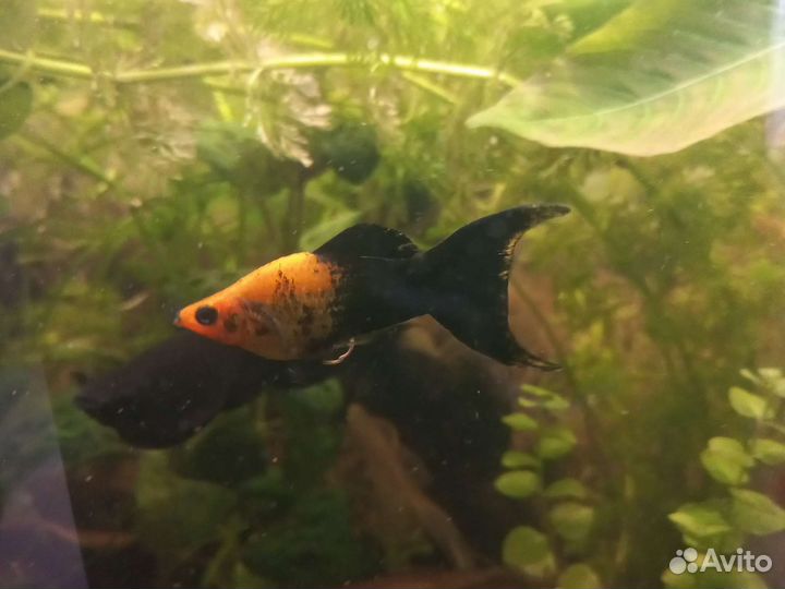 Молинезия чёрно-рыжая мольки