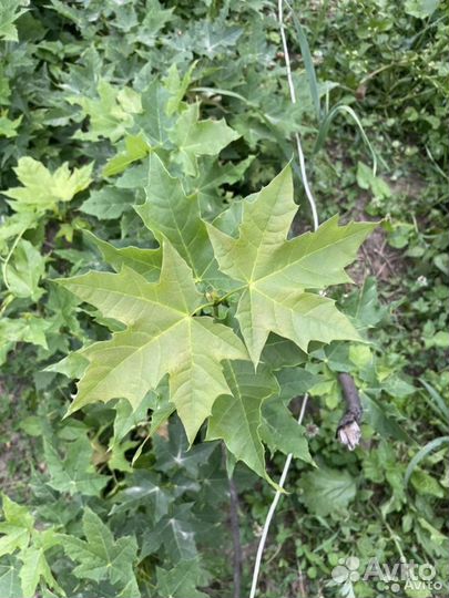 Желуди каштаны семена