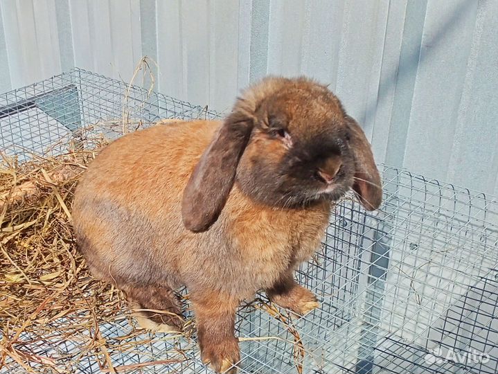 Крол Французский баран