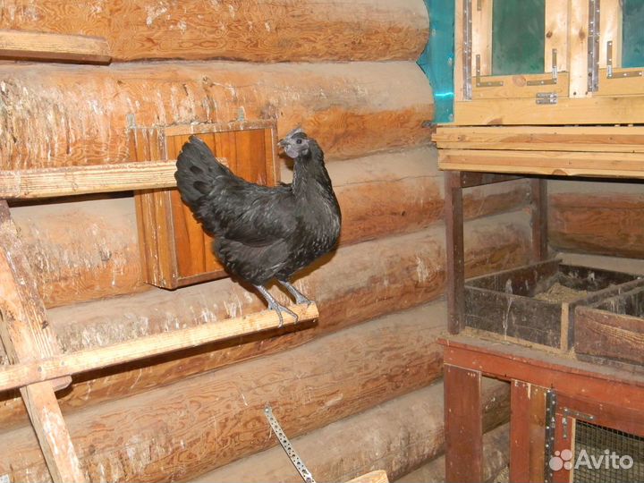 Яйцо инкубационное Ухейилюй