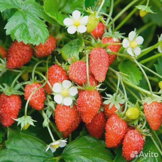 Земляника ремонтантная рассада