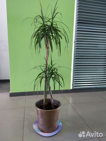 Комнатные цветы пальма драцена