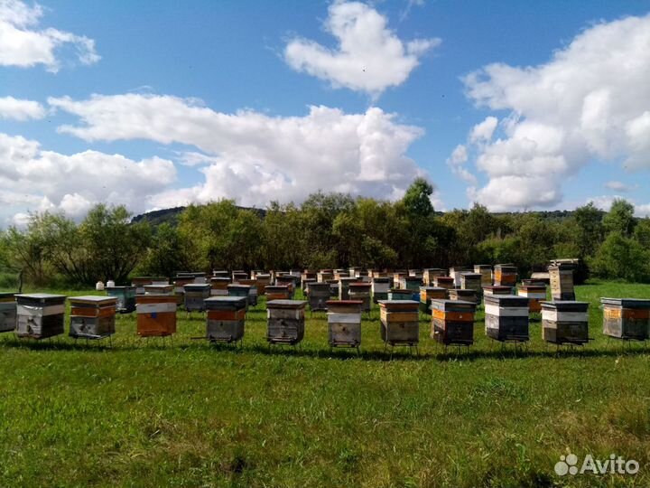 Липовый цветочный и гречишный мёд 2023 своя пасека