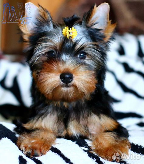 Девочки йоркширского терьера