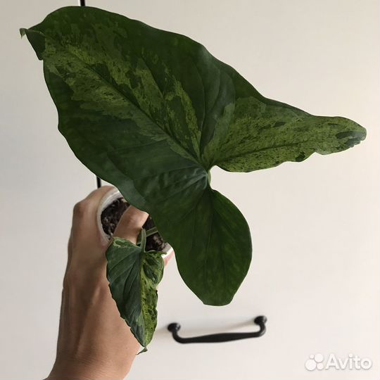 Сингониум моттлед