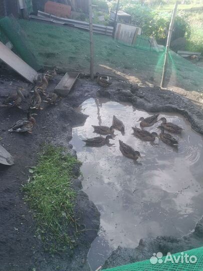 Подсадные утки