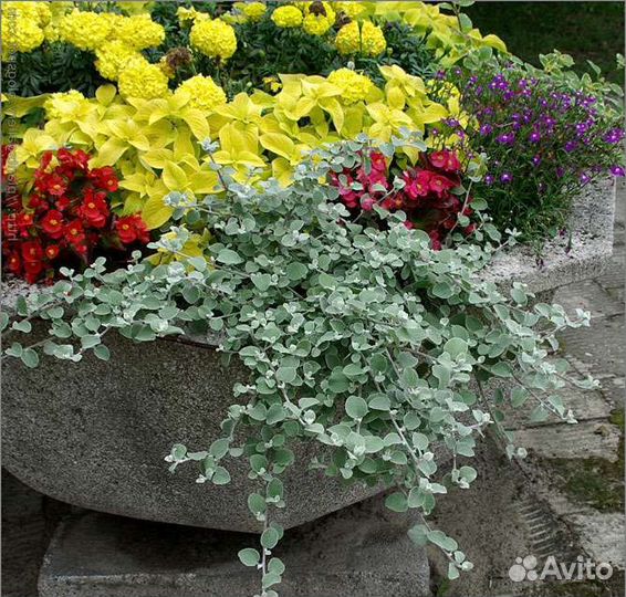 Рассада цветов