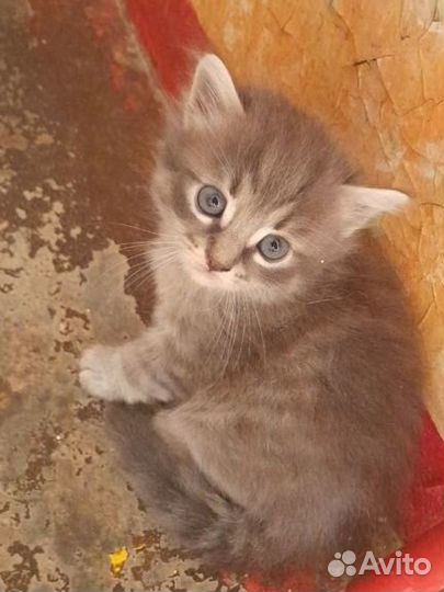 Котенок в добрые руки