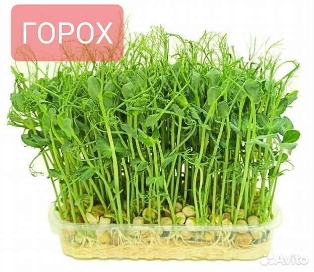 Набор для выращивания микрозелени