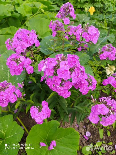 Многолетние цветы