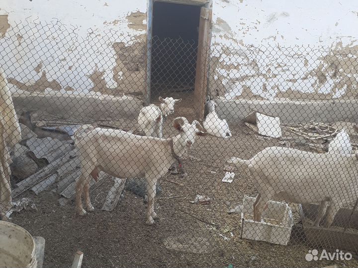 Козы козлята