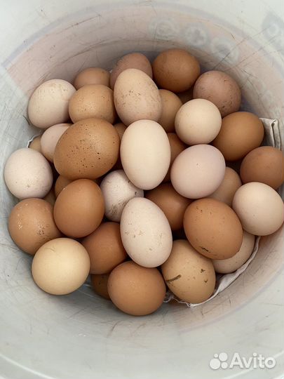 Домашние куриные яйца