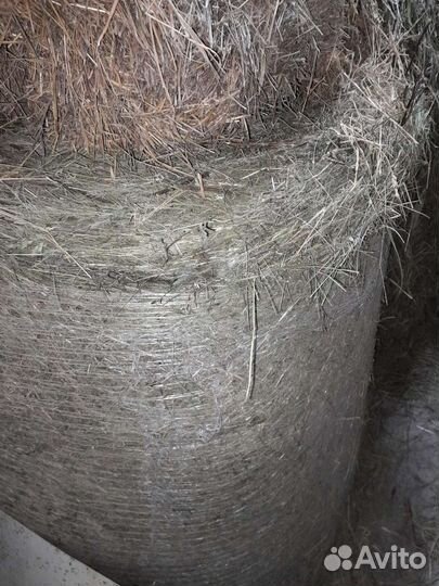 Сено в рулонах