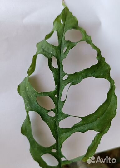 Цветы разные(часть 6)