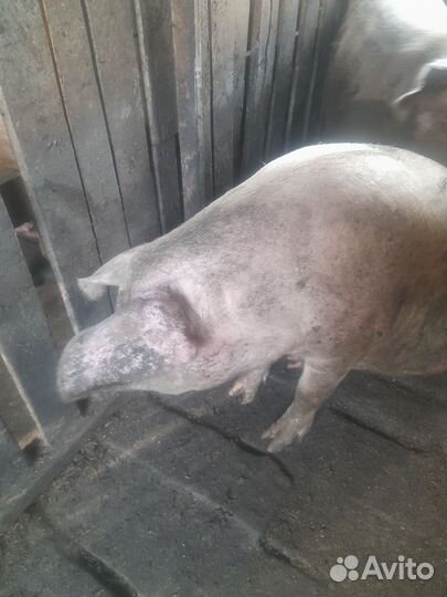 Супоросная свиноматка