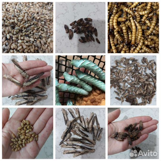 Зофобас, сверчок, саранча, бражник, мучник