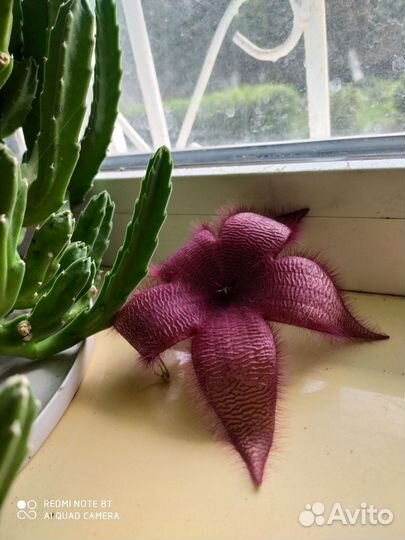 Цветок в красивом керамическом горшке. Цветущий