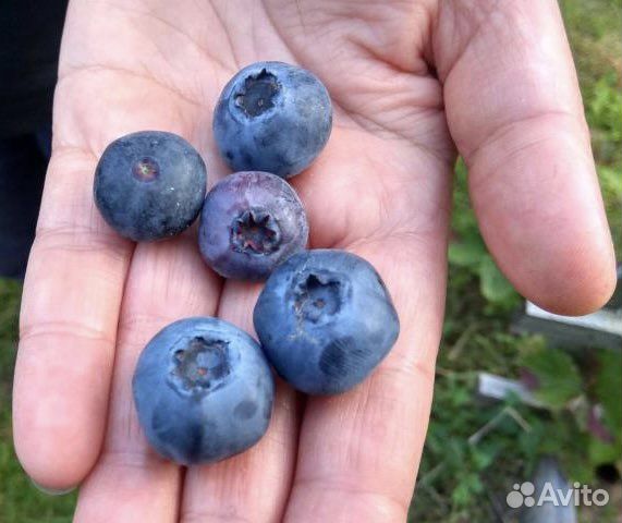 Саженцы голубики Бонус опт/розница