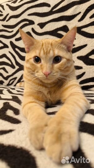 Отдам в добрые руки котика 6 мес