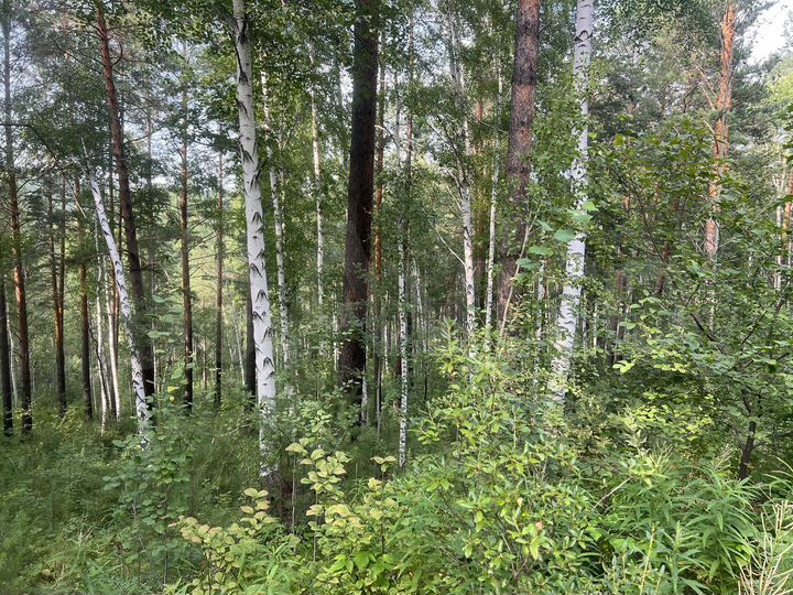 Участок 8,8 сот. (СНТ, ДНП)