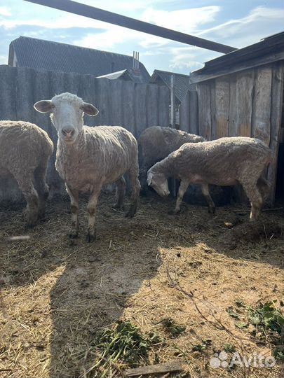 Овцы бараны