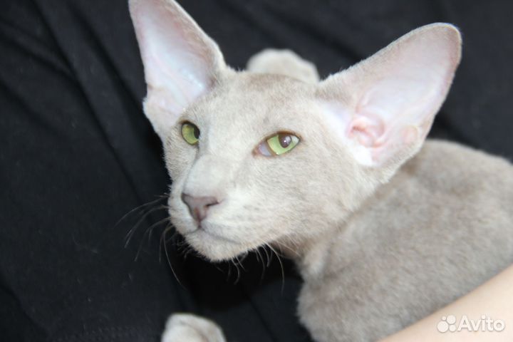 Петерболд девочка