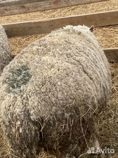 Бараны тексель