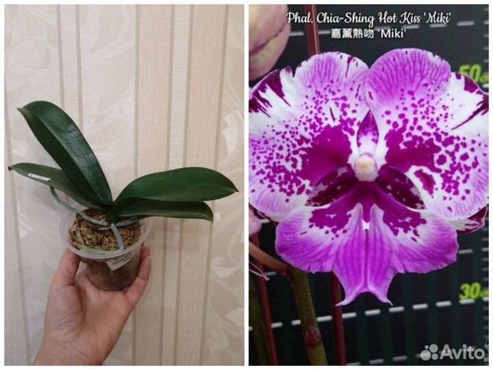 Сортовые орхидеи фаленопсис