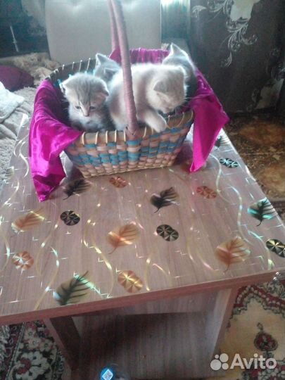 Британские котята