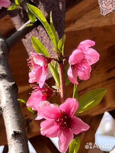 Туры по Дагестану Все включено 4 дня