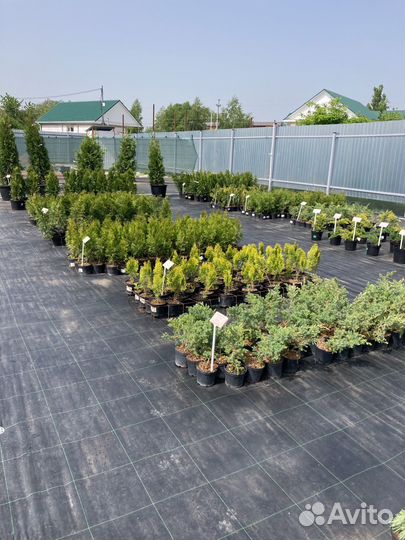 Хвойные декоративные растения