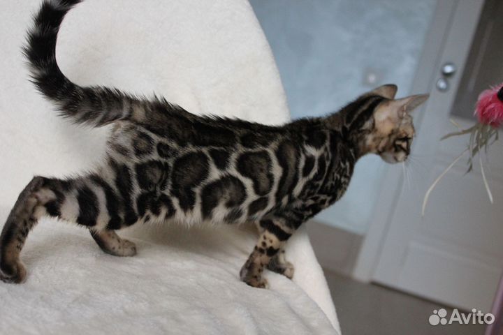 Бенгальские котята