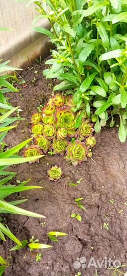 Облепиха, многолетние цветы