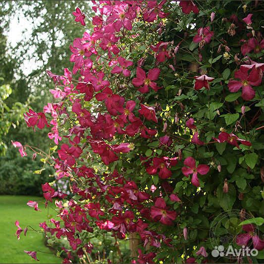 Клематисы 3 группы обрезки