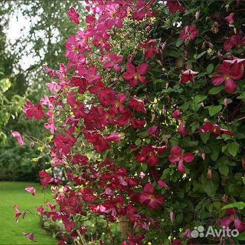 Клематисы 3 группы обрезки