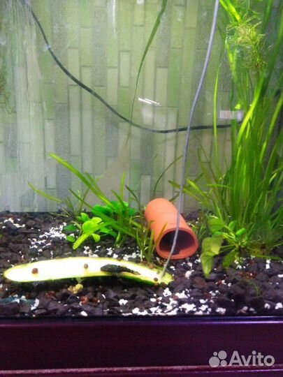 Домики для анциструсов