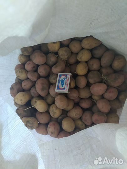 Продам мелкий картофель