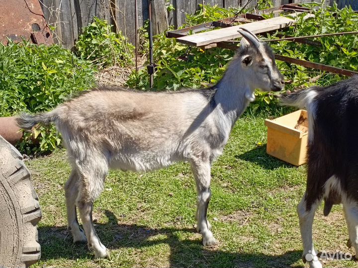 Козлята 5 месячный