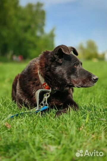 Спокойный и послушный пес бесплатно