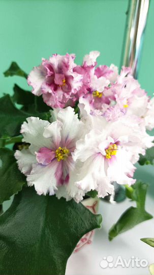 Фиалка - детки