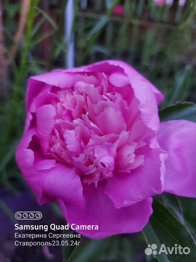 Корни пионов