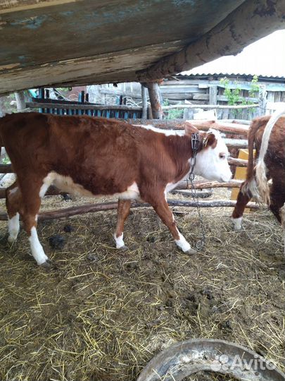Телки и бычок