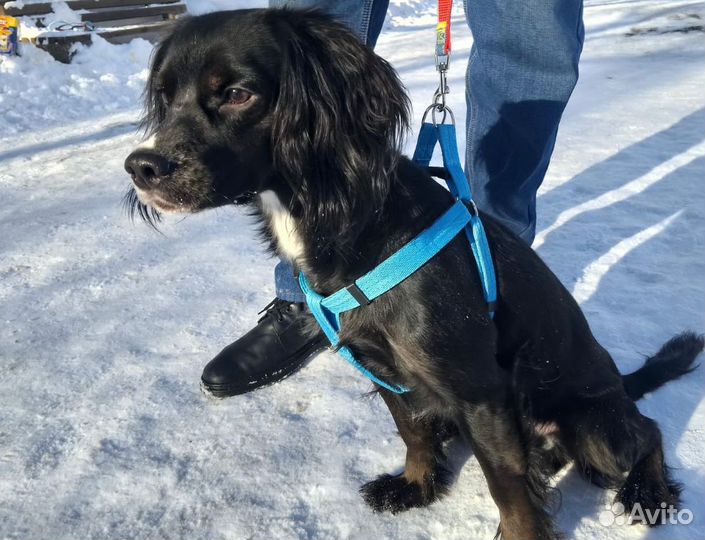 Собака в добрые руки