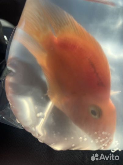 Аквариумные Рыбки