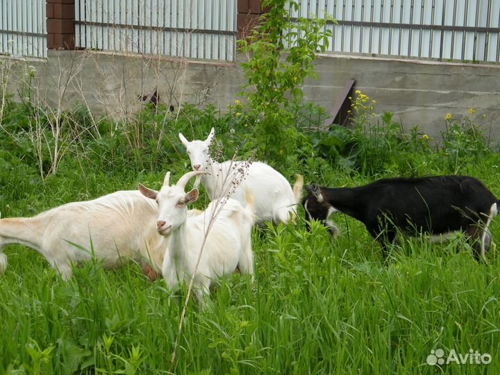 Козы высокоудойные