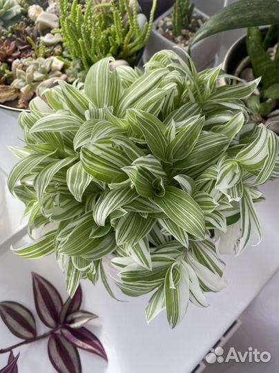 Традесканция Альбовитата (Альбовита)