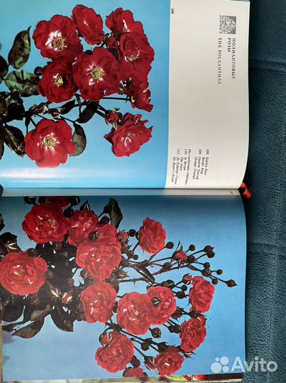 Розы, орхидеи, уникальные фотоальбомы СССР