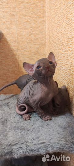 Канадский сфинкс